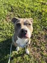 Enlarge Champ (149264) (In a Foster Home), a Adoptable mixed breed in Baton Rouge, LA image 4/5