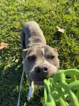 Enlarge Champ (149264) (In a Foster Home), a Adoptable mixed breed in Baton Rouge, LA image 5/5