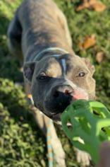 Enlarge Champ (149264) (In a Foster Home), a Adoptable mixed breed in Baton Rouge, LA image 2/5