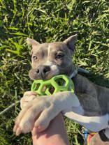 Enlarge Champ (149264) (In a Foster Home), a Adoptable mixed breed in Baton Rouge, LA image 1/5