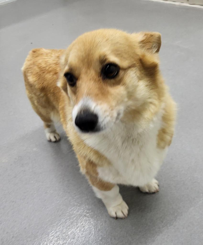 Flicker, Adoptable, Adult Female Corgi.