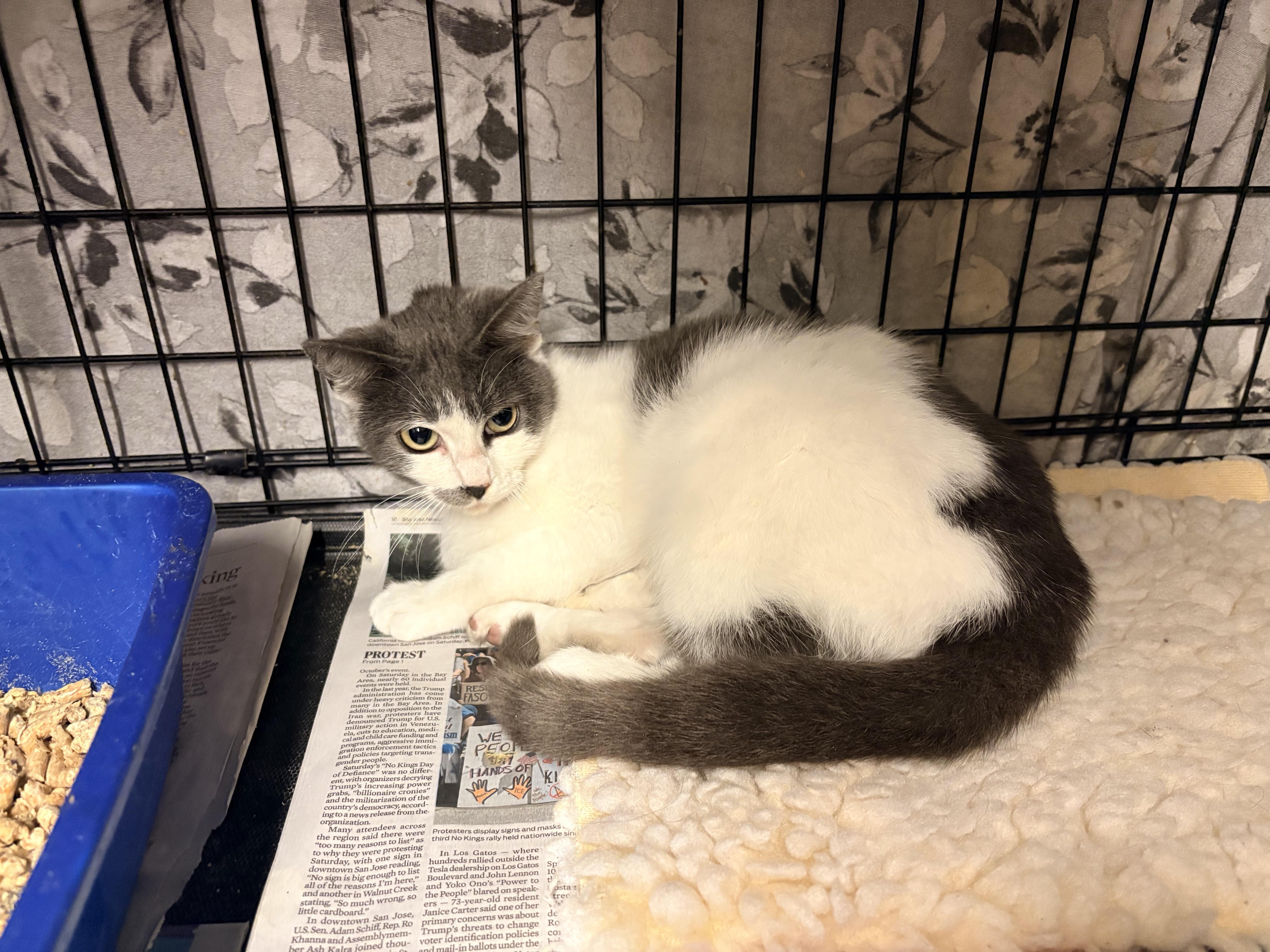 Bema, an adopted Domestic Short Hair in Hayward, CA image 3/6
