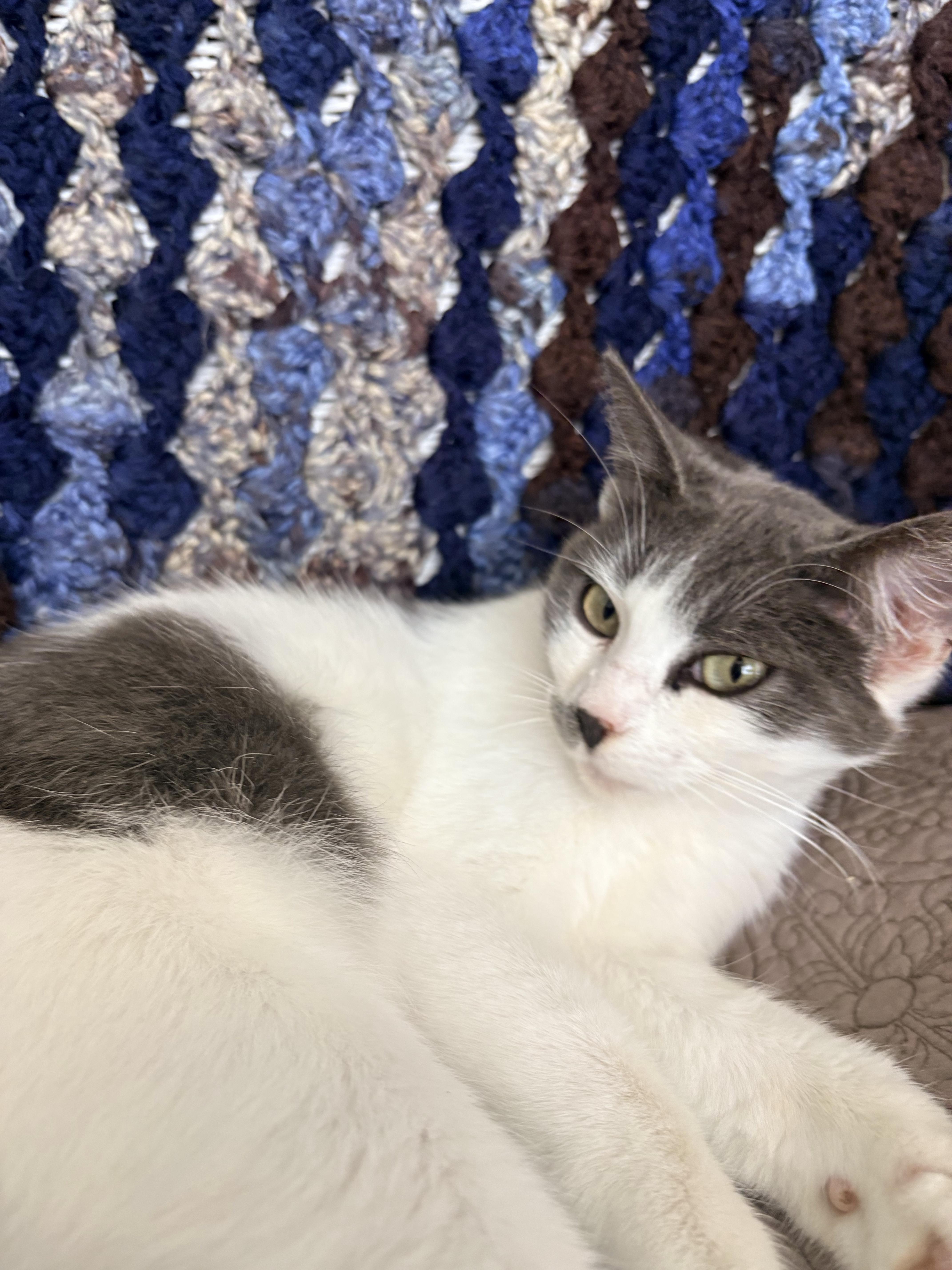 Bema, an adopted Domestic Short Hair in Hayward, CA image 5/6