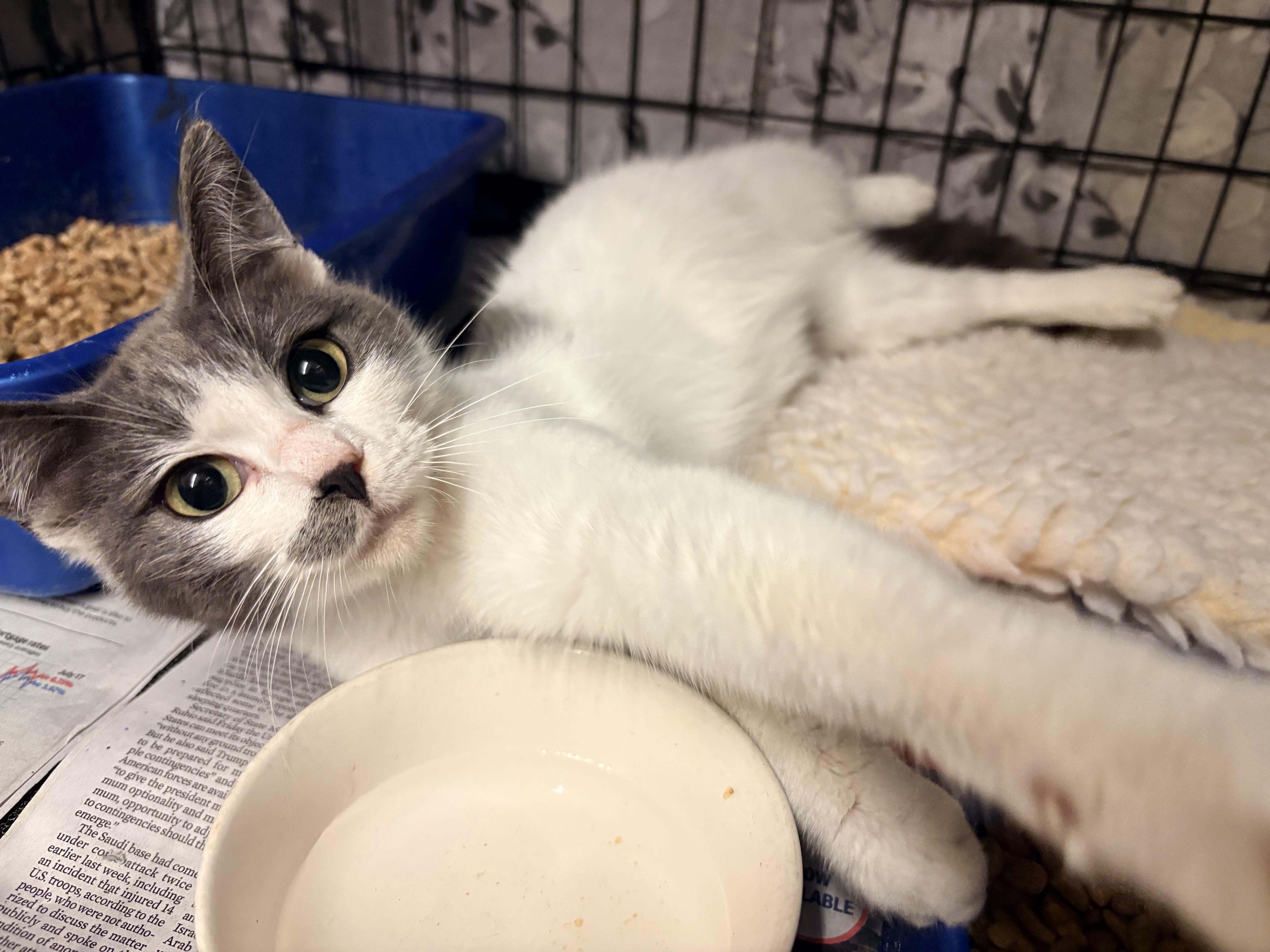 Bema, adopted, Young Female Domestic Short Hair.