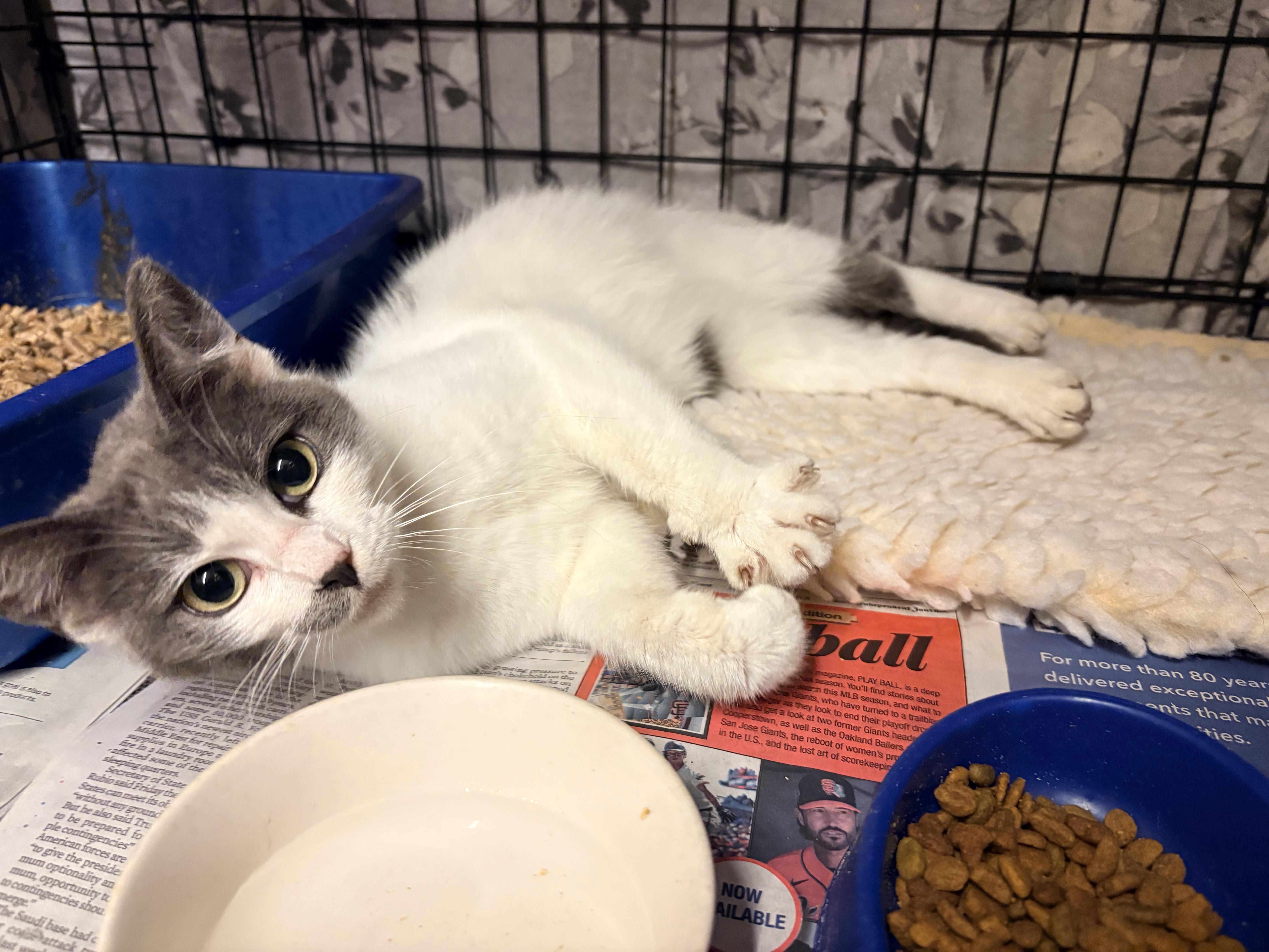 Bema, an adopted Domestic Short Hair in Hayward, CA image 6/6