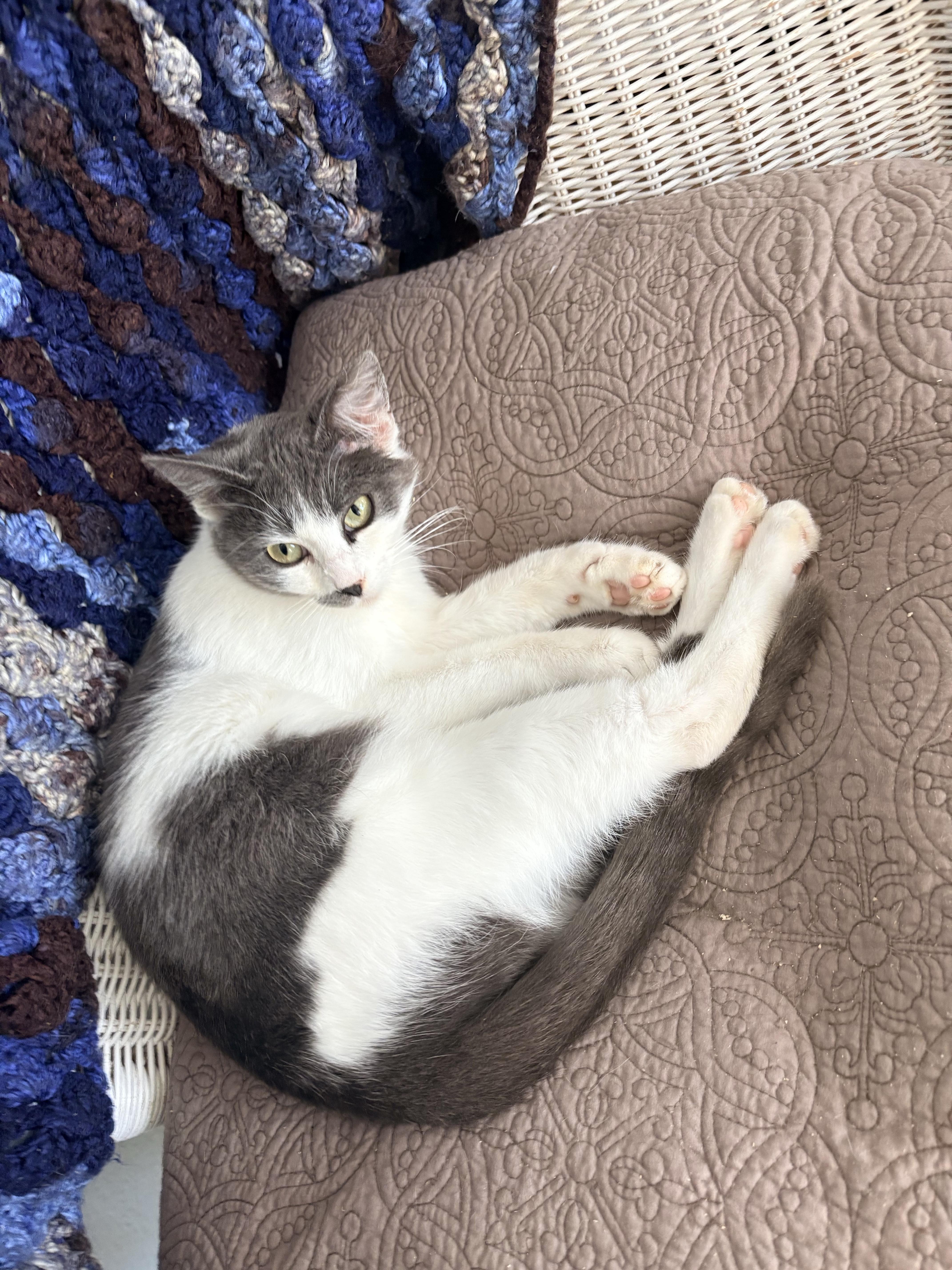 Bema, an adopted Domestic Short Hair in Hayward, CA image 4/6