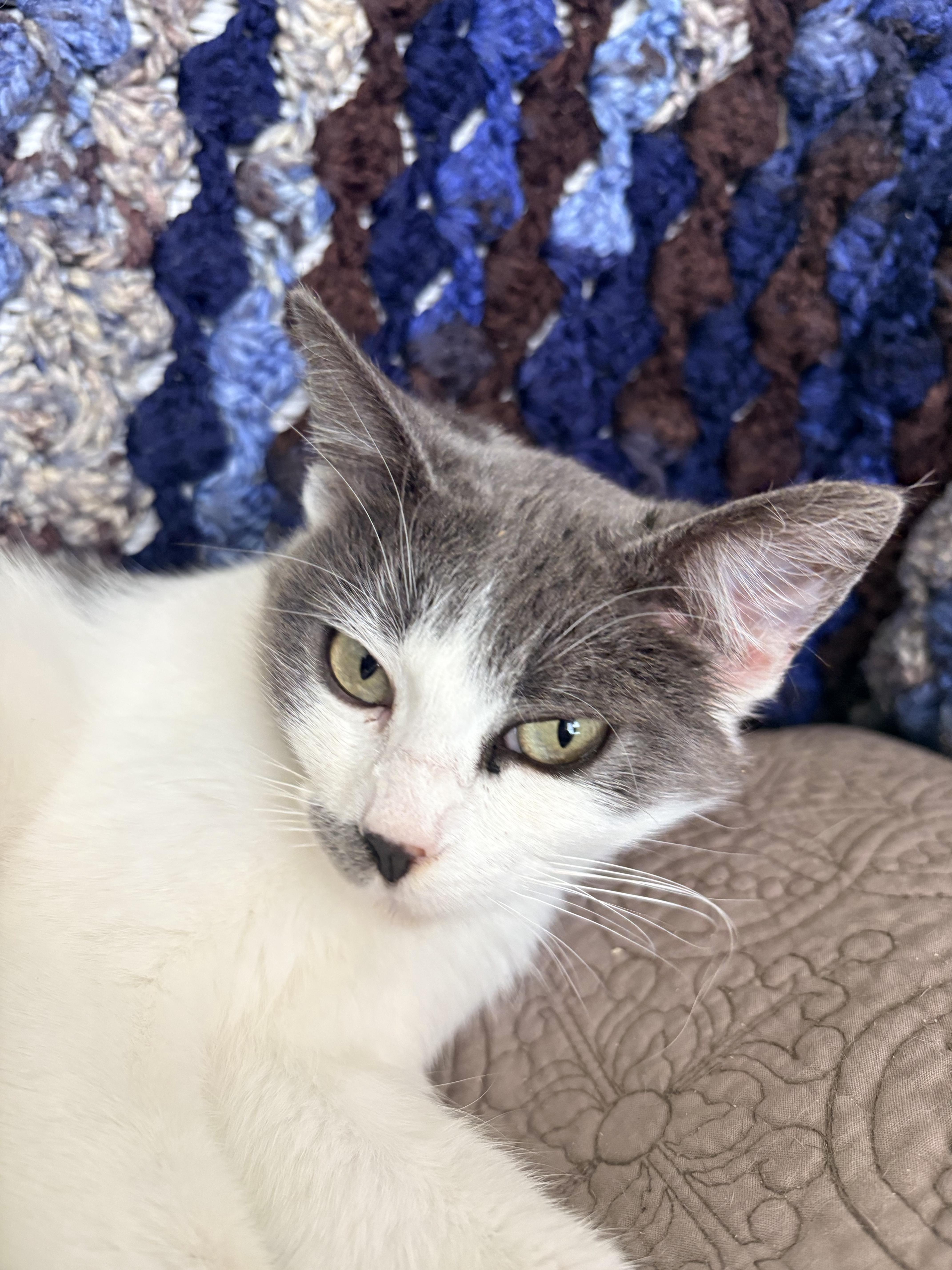 Bema, an adopted Domestic Short Hair in Hayward, CA image 2/6