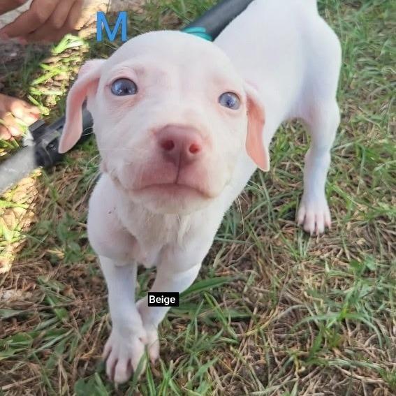 Enlarge Queso, a Adoptable mixed breed in New Orleans, LA image 1/1