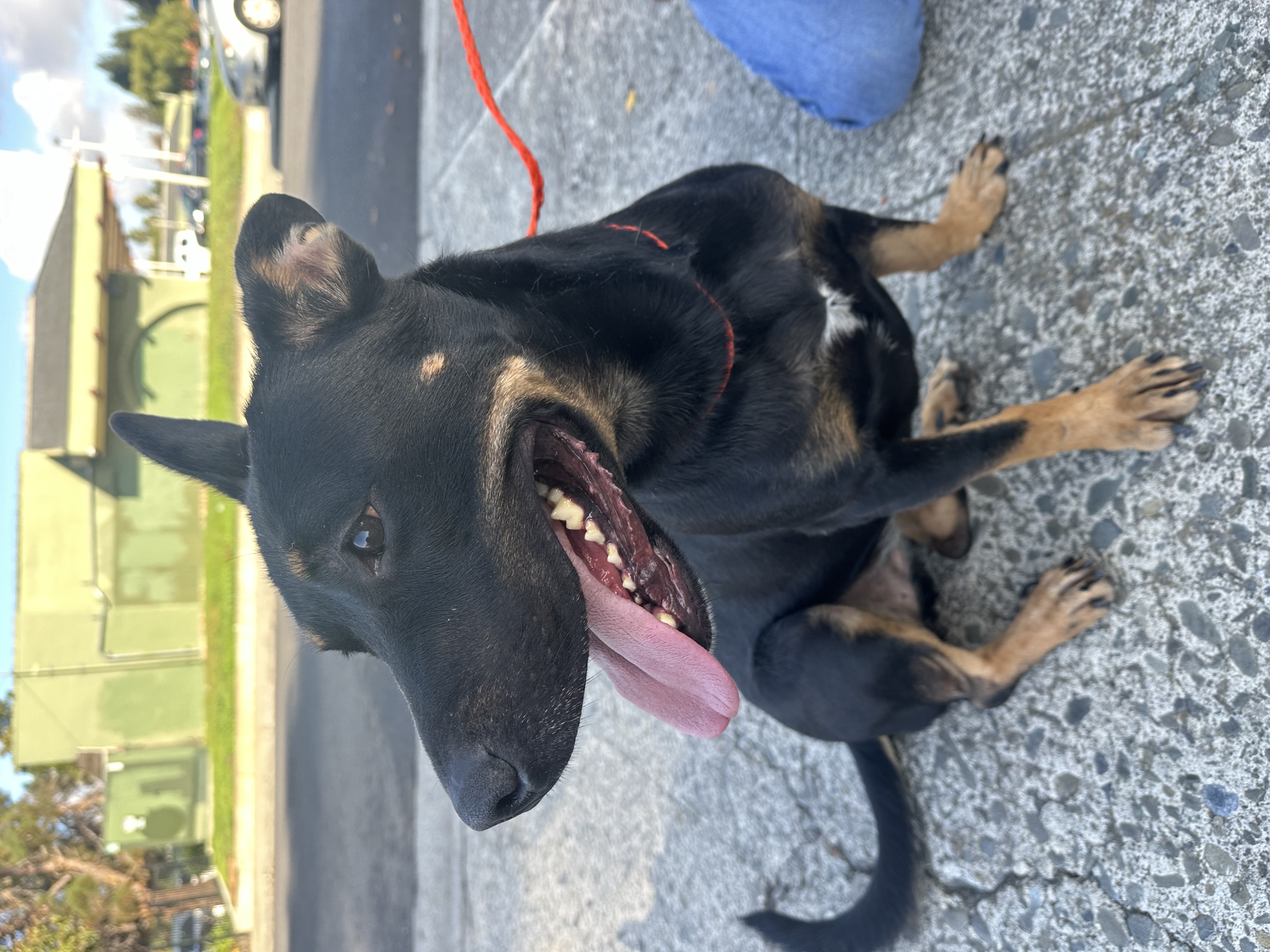 Rosie, a Adoptable mixed breed in San Jose, CA image 1/5