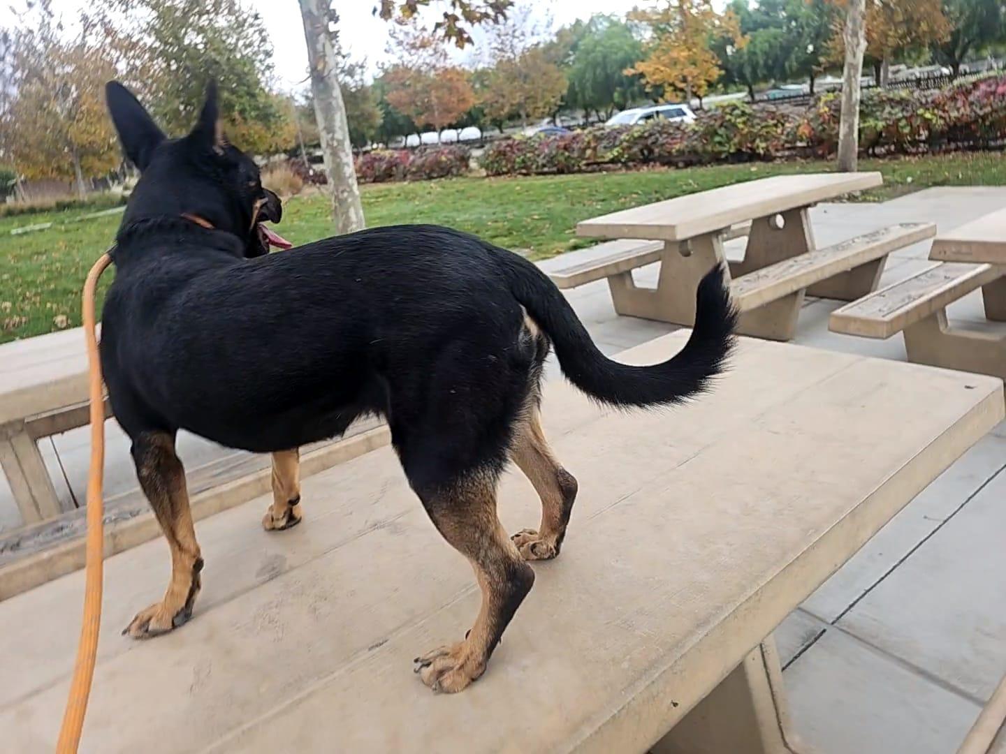 Rosie, a Adoptable mixed breed in San Jose, CA image 2/5