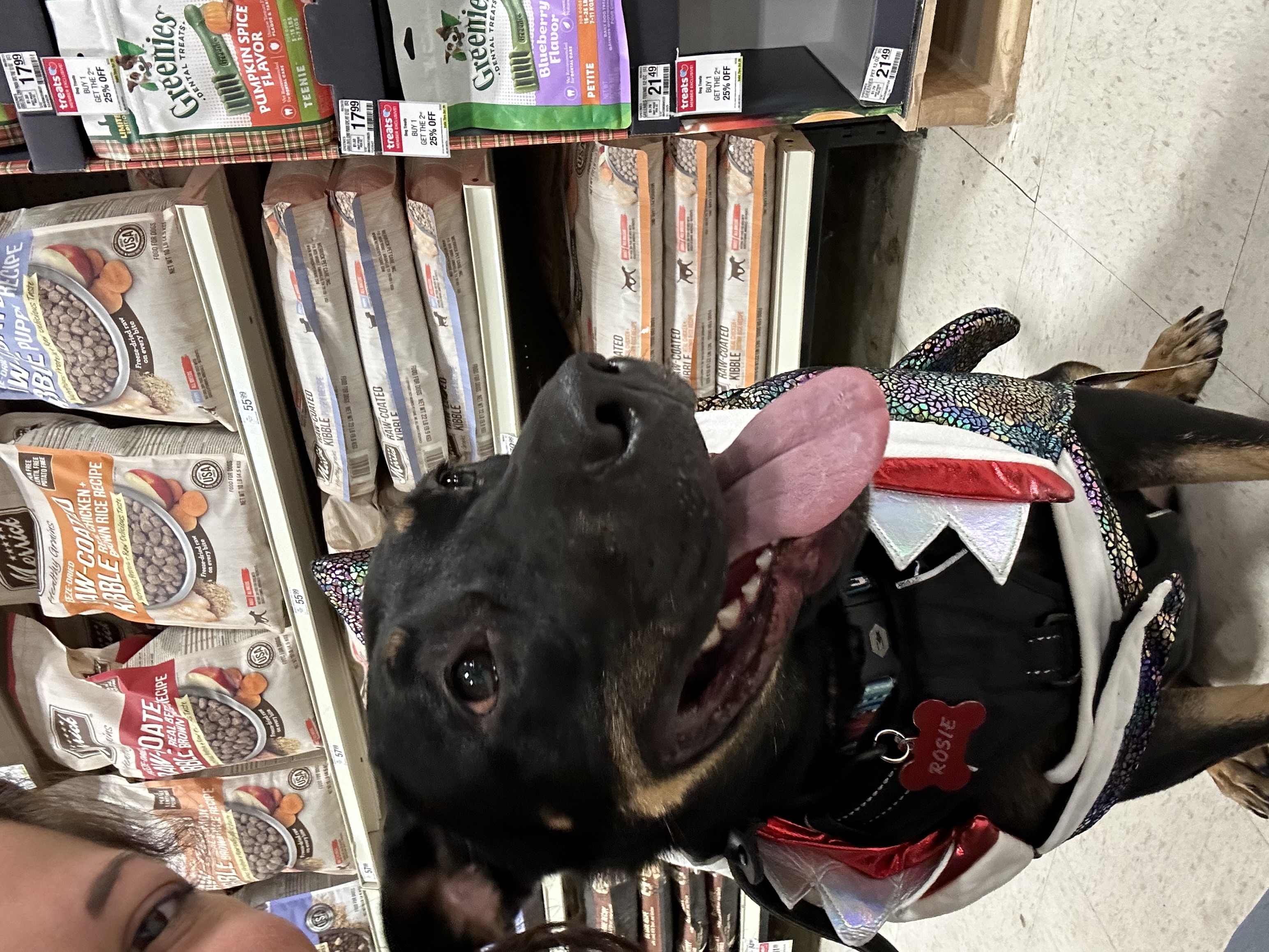 Rosie, a Adoptable mixed breed in San Jose, CA image 4/5