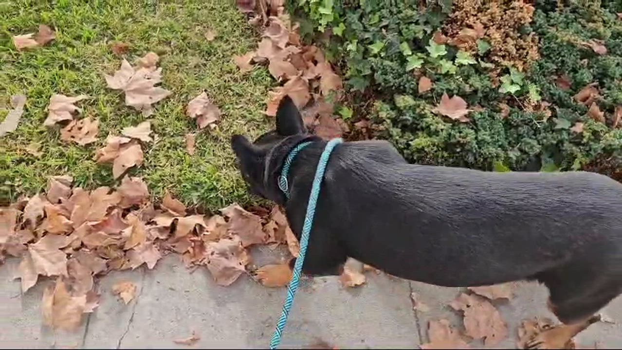 Enlarge Rosie, a Adoptable mixed breed in San Jose, CA video 5/5