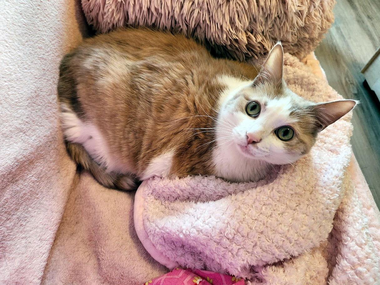 Ginger, Adoptable, Senior Female Domestic Short Hair.