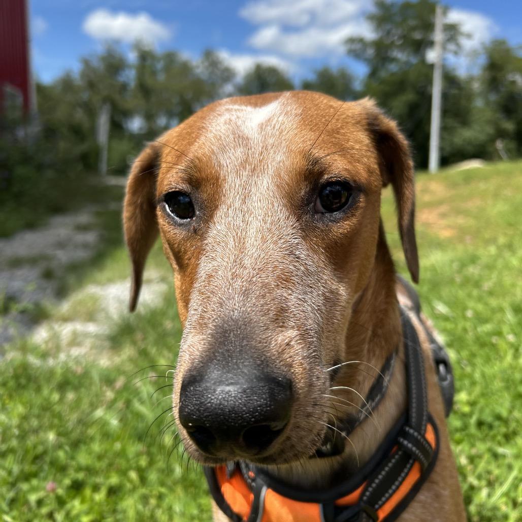 Paloma, Adoptable, Young Female English Coonhound.