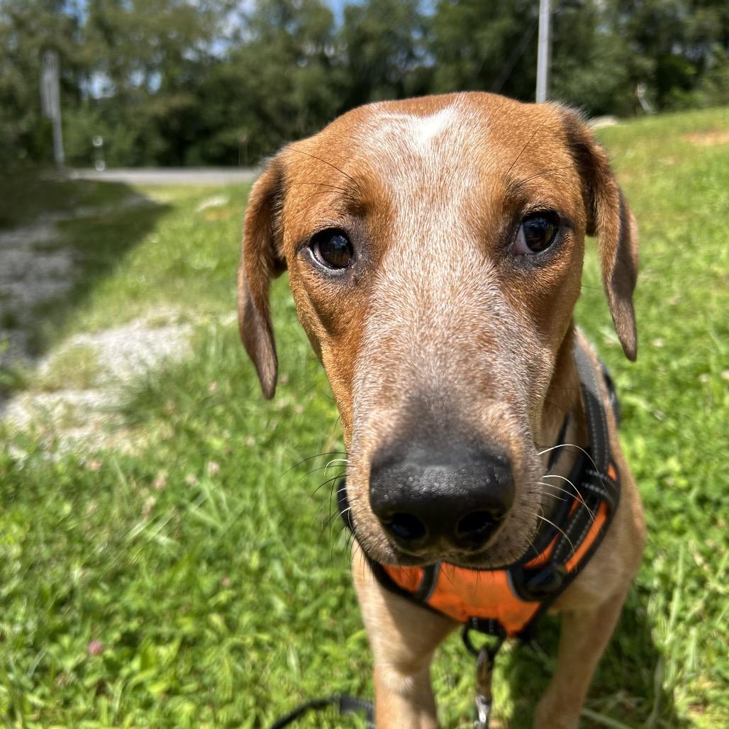 Enlarge Paloma, a Adoptable English Coonhound in Marion, VA image 2/6