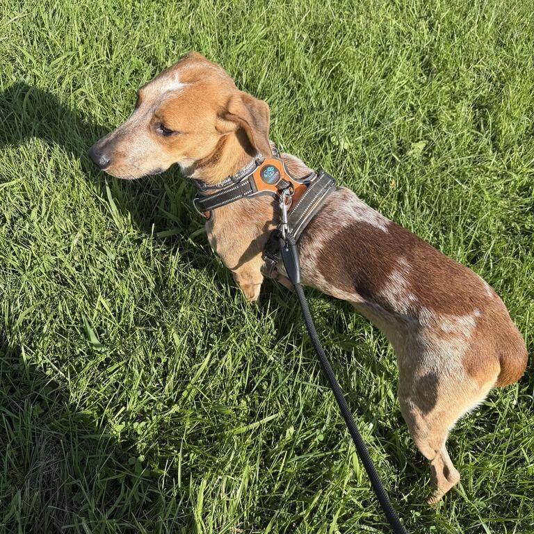 Enlarge Paloma, a Adoptable English Coonhound in Marion, VA image 3/6
