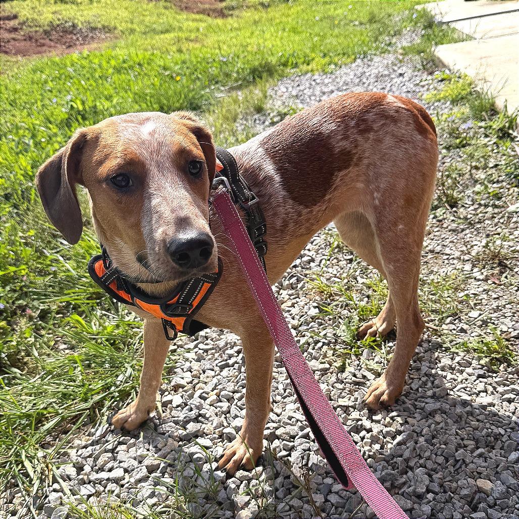 Enlarge Paloma, a Adoptable English Coonhound in Marion, VA image 4/6