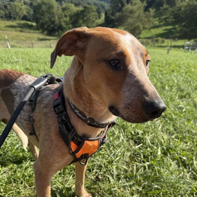 Enlarge Paloma, a Adoptable English Coonhound in Marion, VA image 5/6