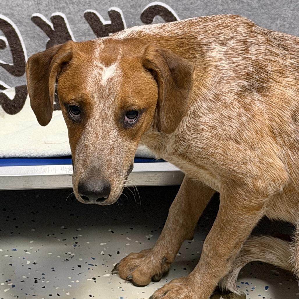 Enlarge Paloma, a Adoptable English Coonhound in Marion, VA image 6/6