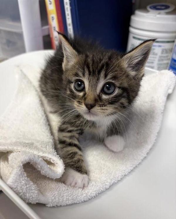 Enlarge Marbles, a Adoptable mixed breed in Great Falls, MT image 1/1