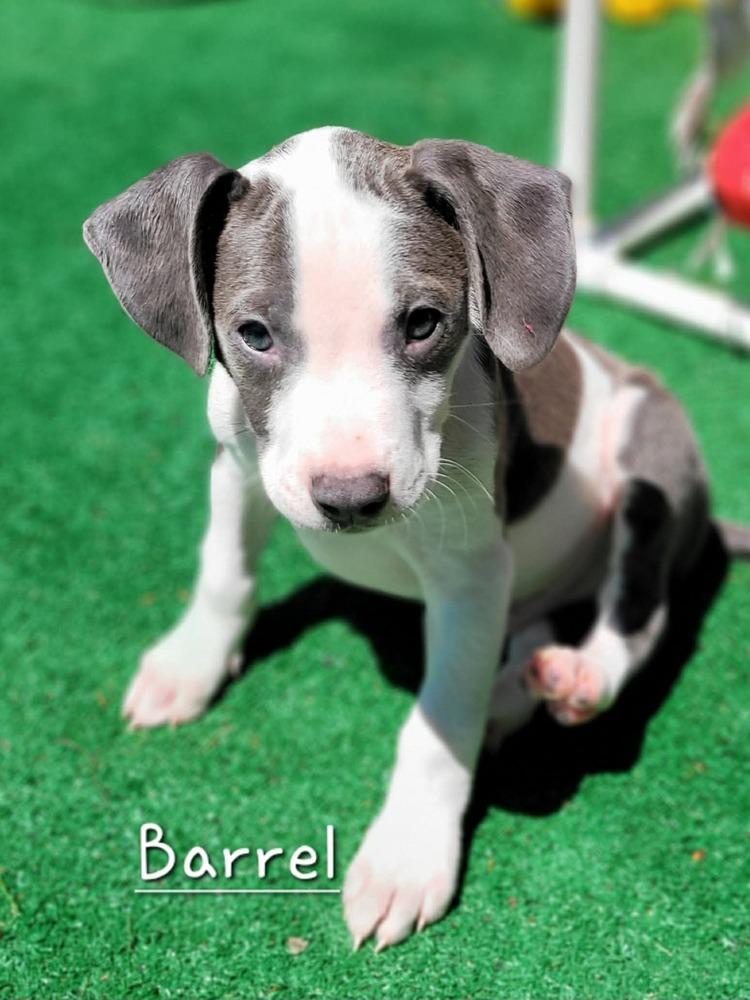 Enlarge Barrel (Tiny 10 2026)   MALE, a Adoptable mixed breed in Wenonah, NJ image 1/1