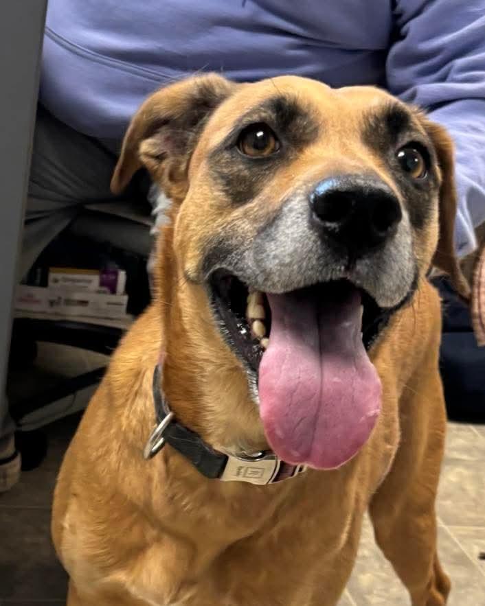 Marley: At the Shelter, Adopted, Adult Female Hound.