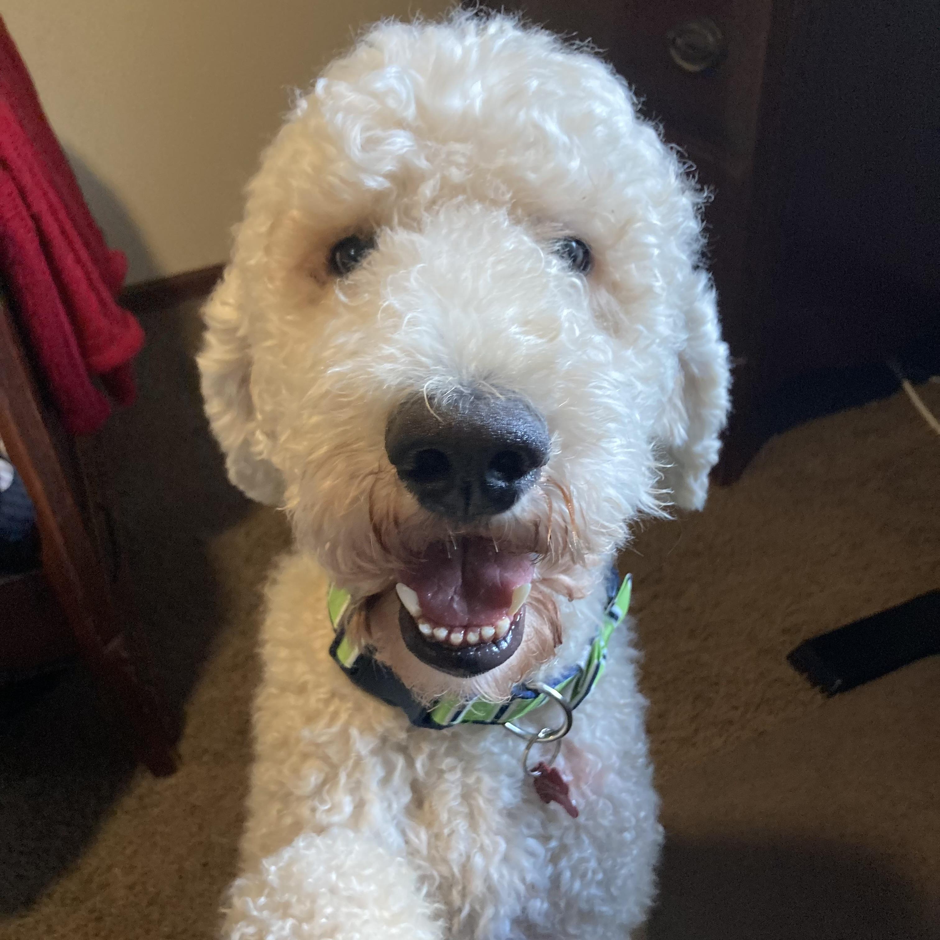 Teddy