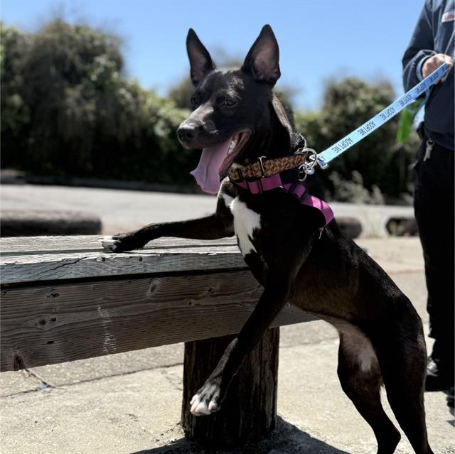 MYSTIQUE, Adoptable, Young Female Fox Terrier & Mixed Breed.