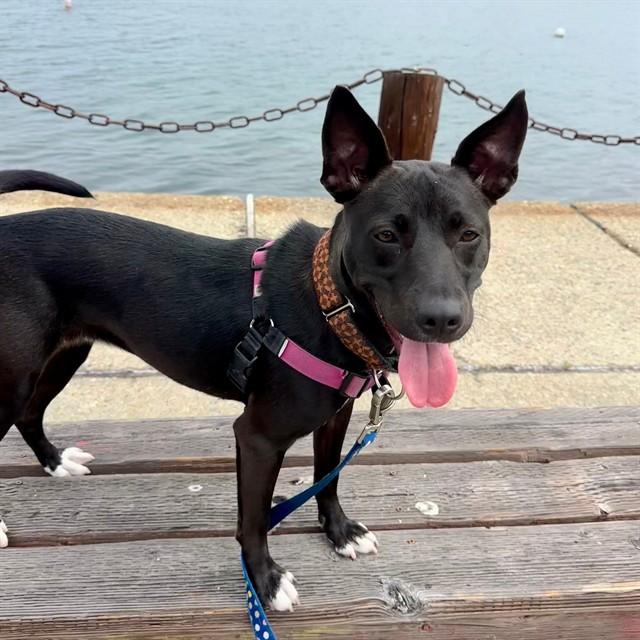 MYSTIQUE, Adoptable, Young Female Fox Terrier & Mixed Breed.
