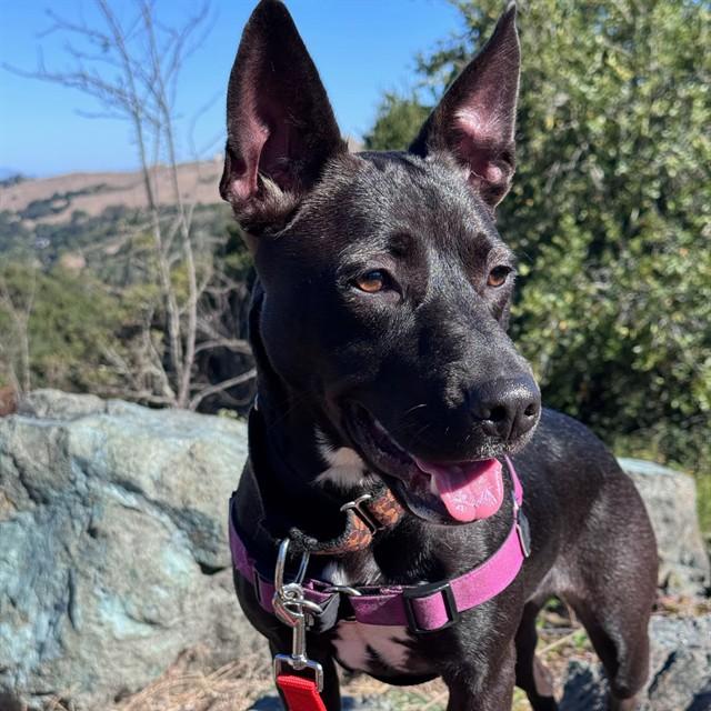 MYSTIQUE, Adoptable, Young Female Fox Terrier & Mixed Breed.