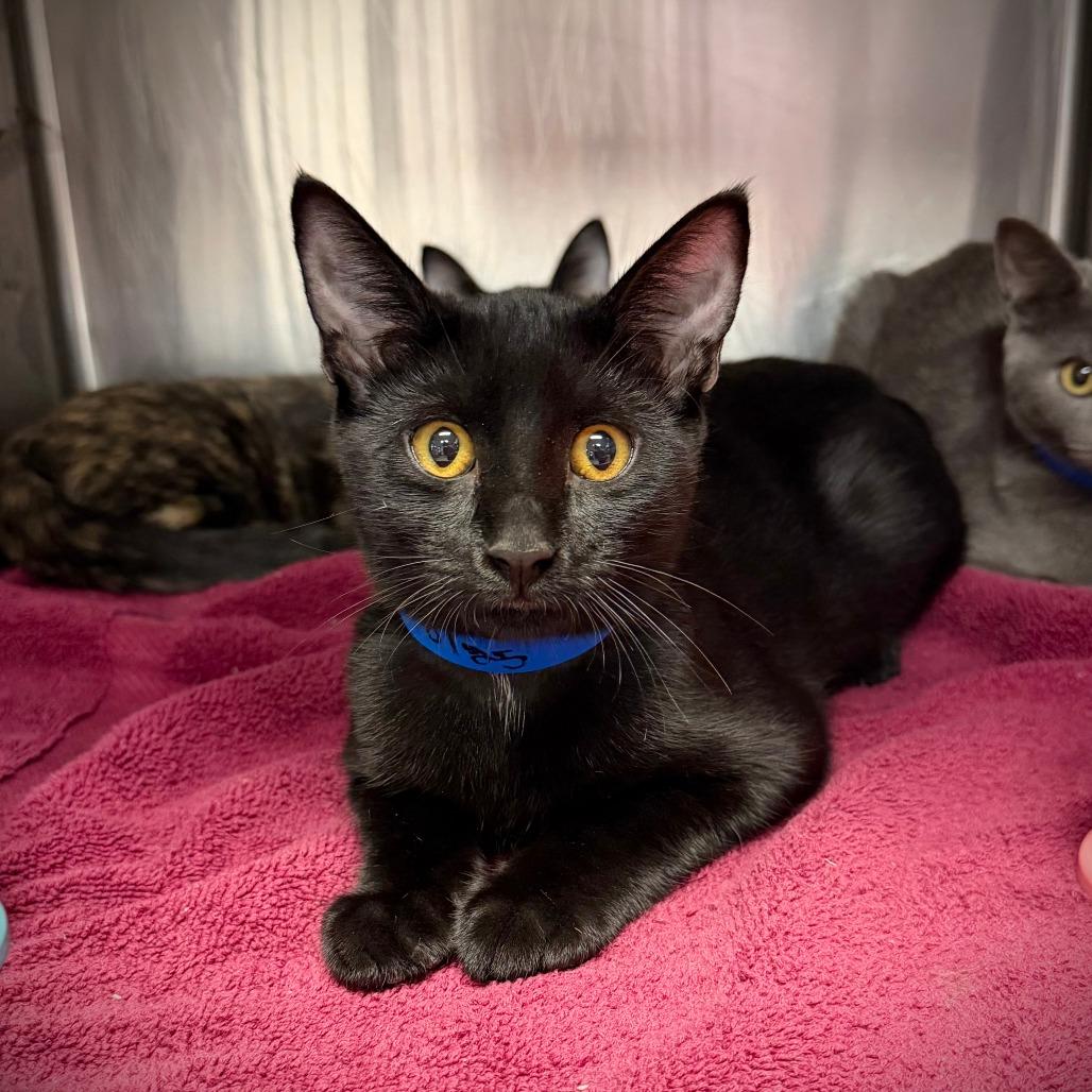 Bunky, Adoptable, Young Male Domestic Short Hair.