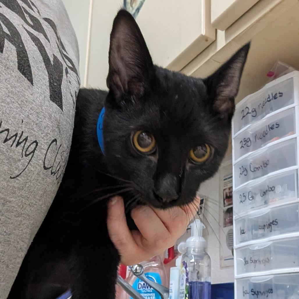 Enlarge Bunky, a Adoptable Domestic Short Hair in Ardmore, OK image 2/2