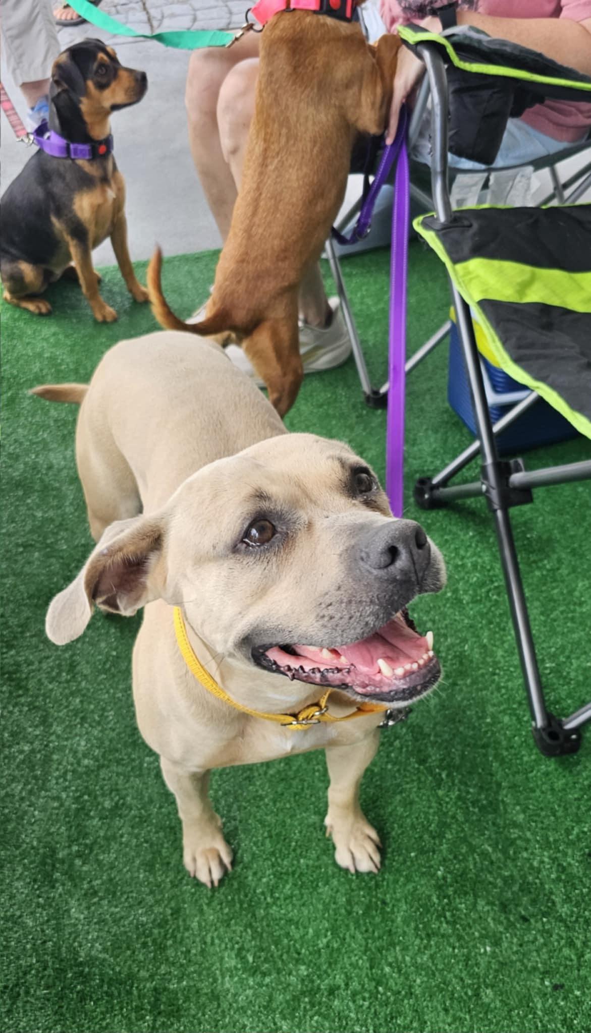 Hazel (Available in Florida), a Adoptable Mixed Breed in BONIFAY, FL image 4/6