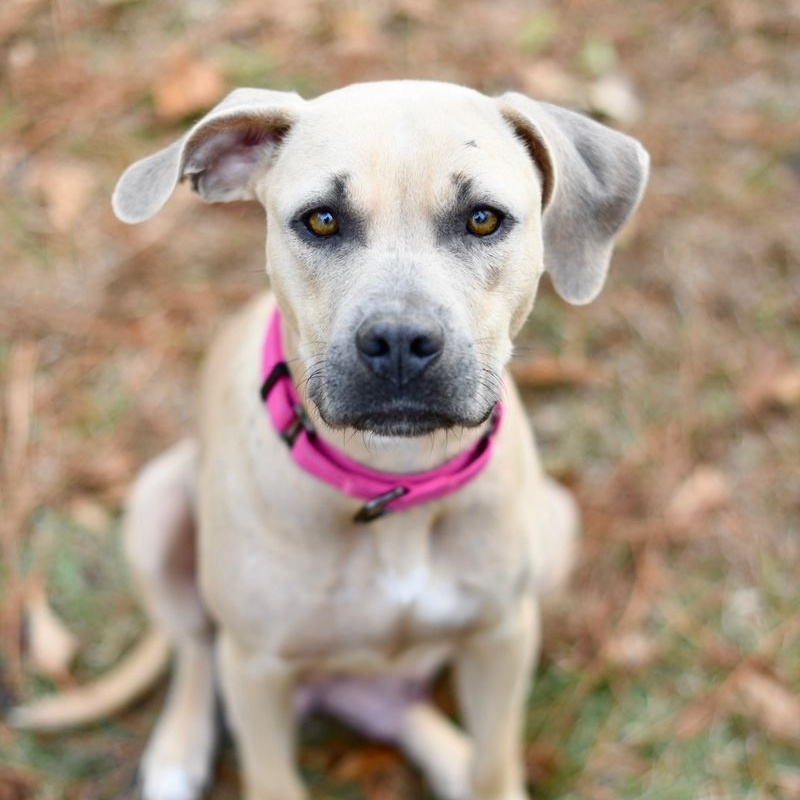 Hazel (Available in Florida), an adoptable Mixed Breed in BONIFAY, FL, 32425 | Photo Image 6
