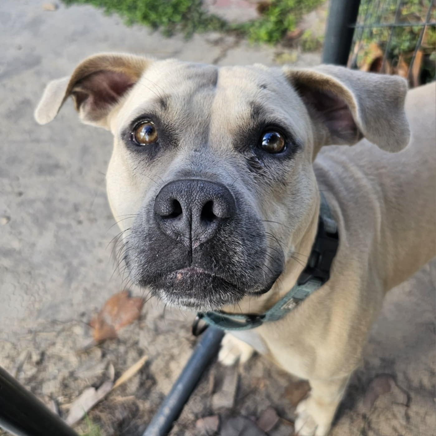 Hazel (Available in Florida), an adoptable Mixed Breed in BONIFAY, FL, 32425 | Photo Image 4