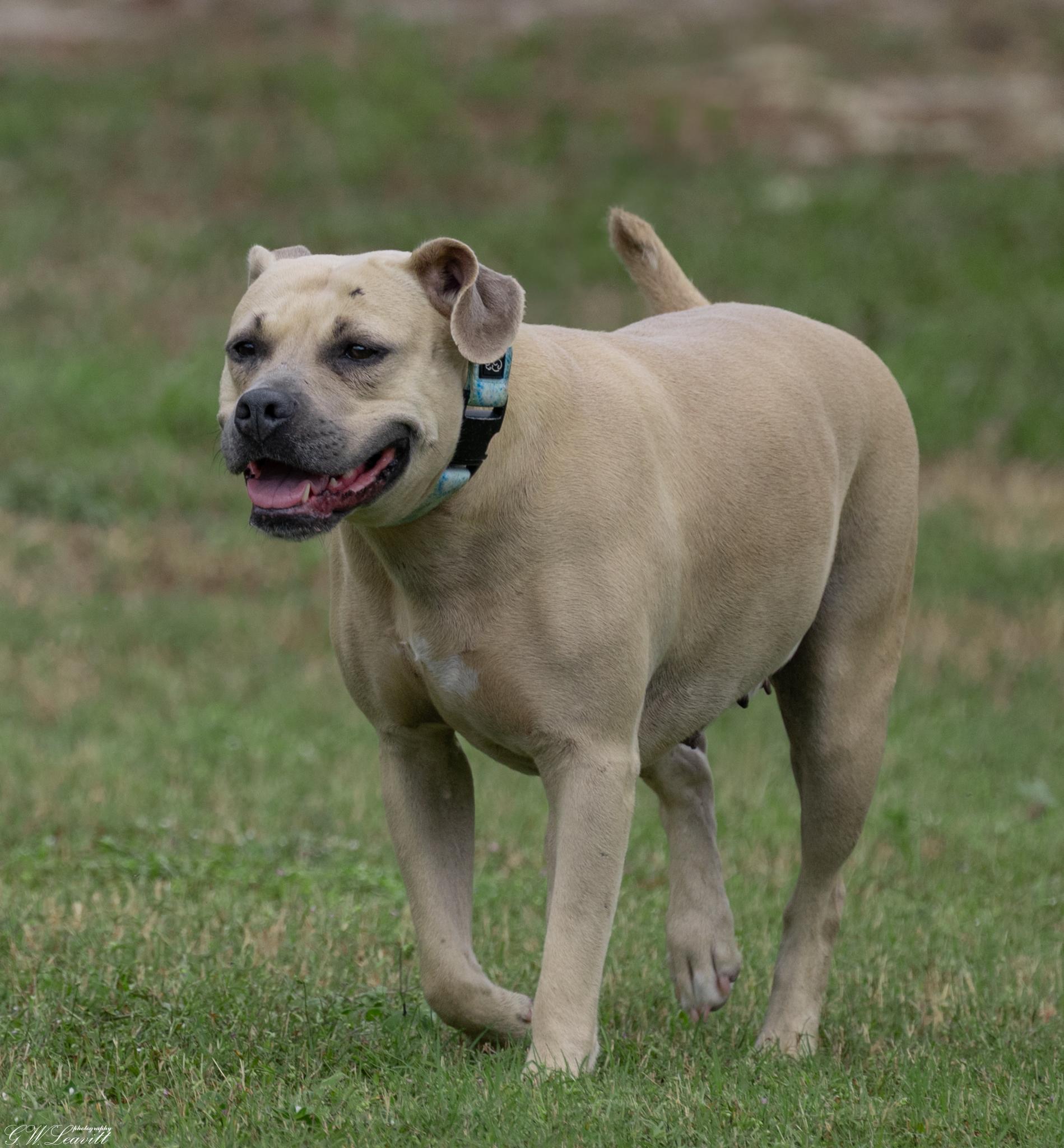 Hazel (Available in Florida), an adoptable Mixed Breed in BONIFAY, FL, 32425 | Photo Image 2
