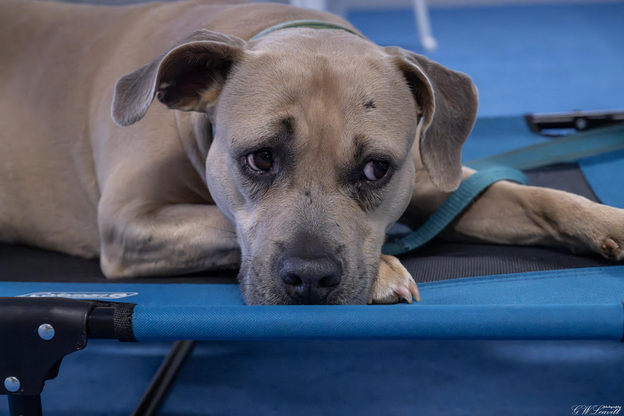 Hazel (Available in Florida), a Adoptable Mixed Breed in BONIFAY, FL image 2/6