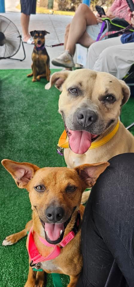 Hazel (Available in Florida), an adoptable Mixed Breed in BONIFAY, FL, 32425 | Photo Image 5