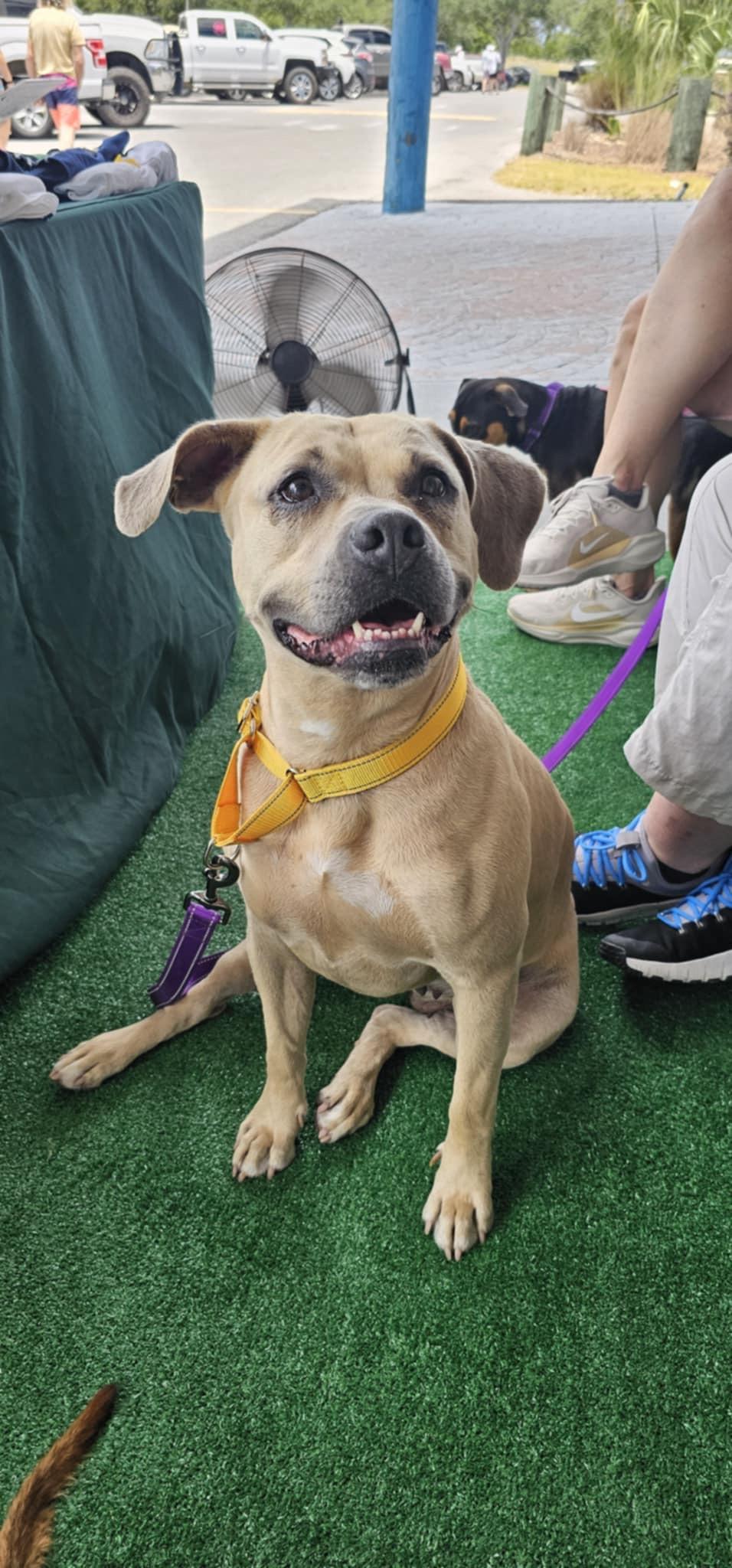 Hazel (Available in Florida), a Adoptable Mixed Breed in BONIFAY, FL image 5/6