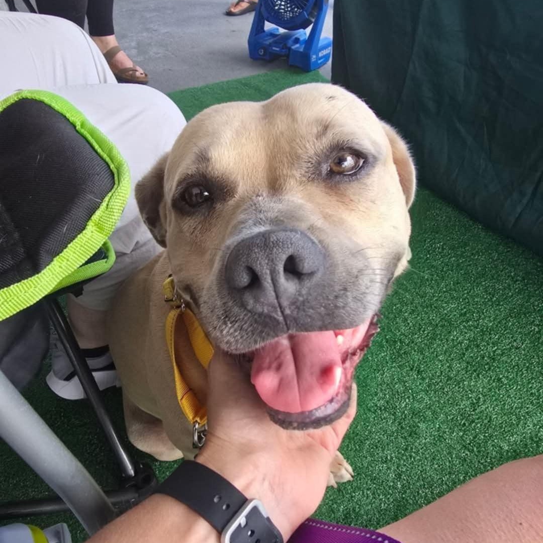 Hazel (Available in Florida), a Adoptable Mixed Breed in BONIFAY, FL image 3/6