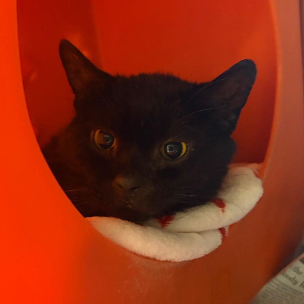 Spencer, Adoptable, Senior Male Domestic Short Hair.