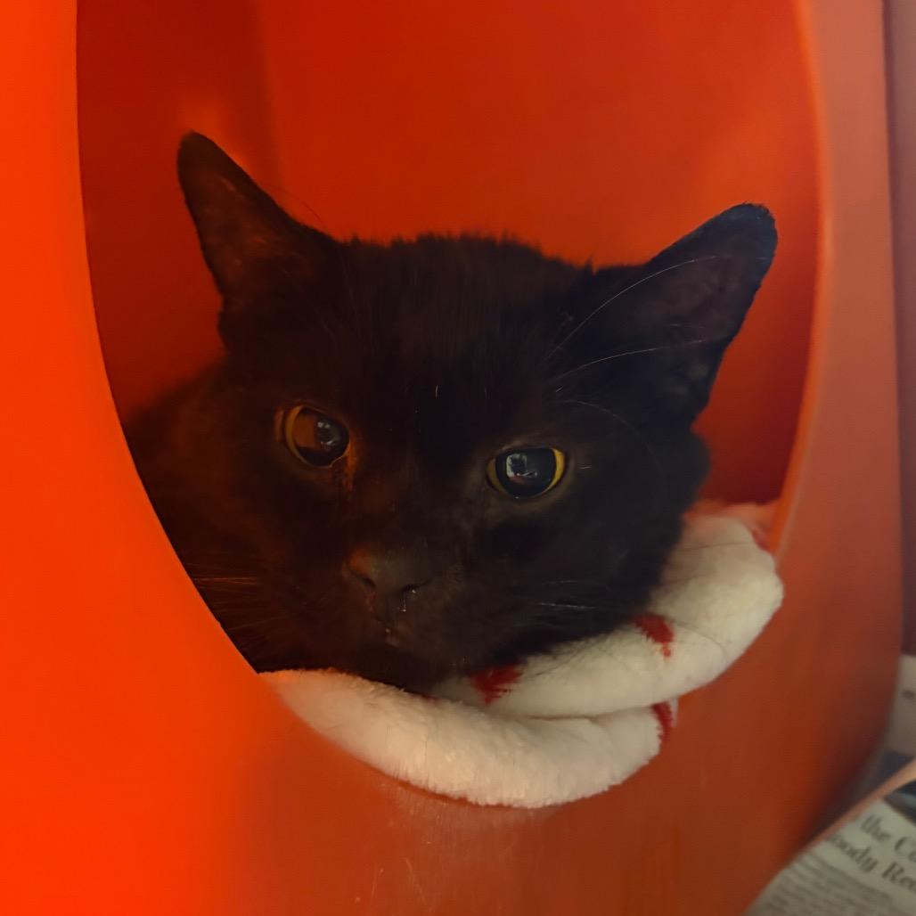 Enlarge Spencer, a Adoptable Domestic Short Hair in Waukesha, WI image 2/2