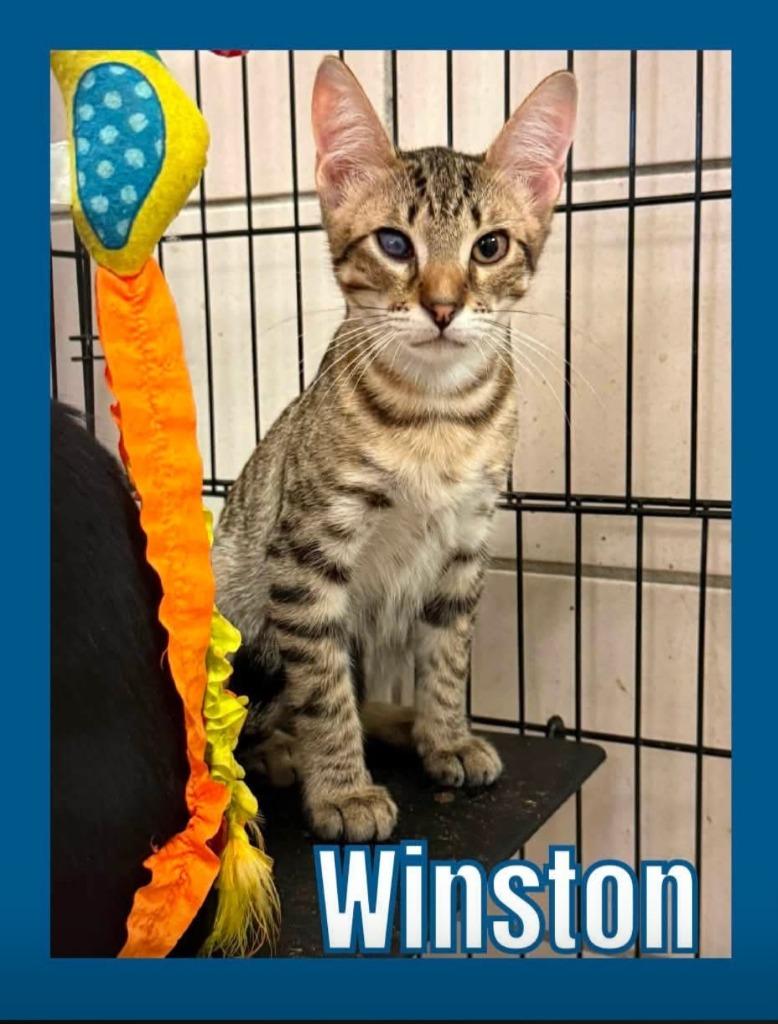Winston, Adoptable, Kitten Male Domestic Short Hair.