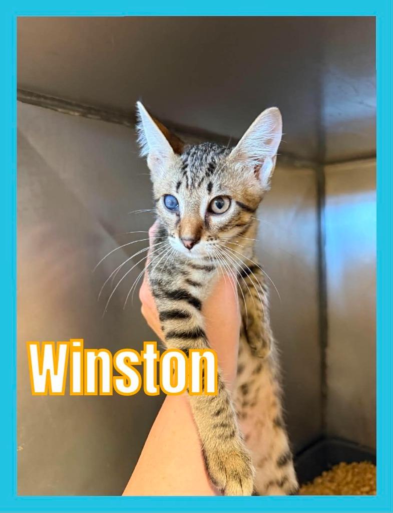 Enlarge Winston, a Adoptable mixed breed in Bossier City, LA image 3/3