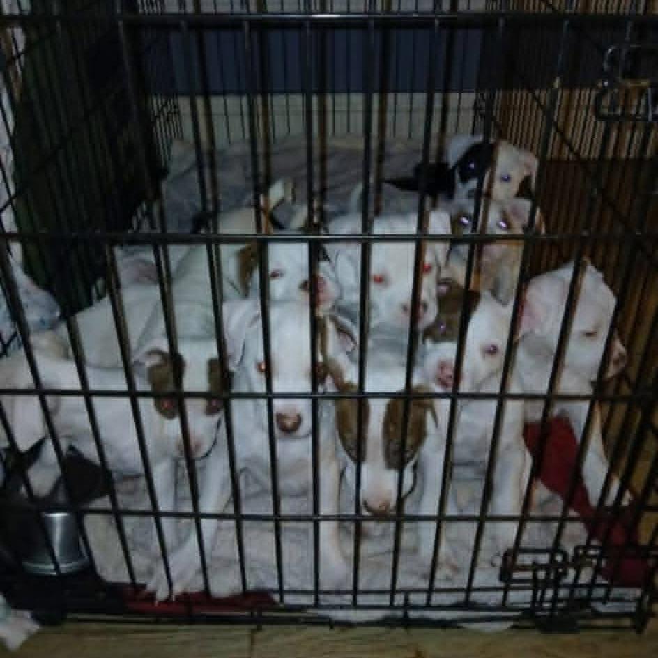 Roquefort, Adoptable, Puppy Male Pit Bull Terrier & Dogo Argentino.