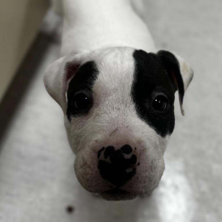 Enlarge Roquefort, a Adoptable mixed breed in Shinnston, WV image 2/2