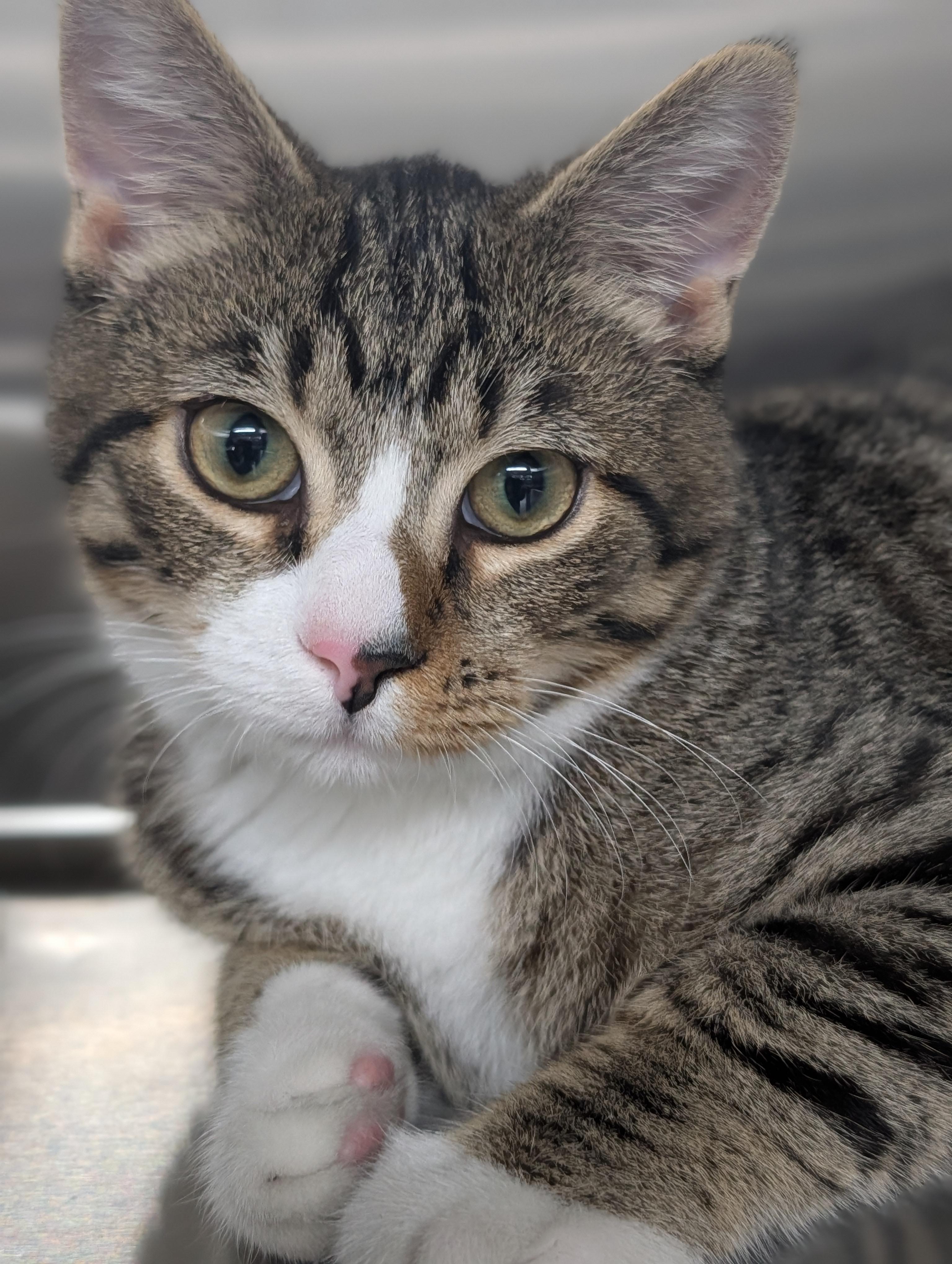 Enlarge Ortley, a Adoptable mixed breed in Plainfield, NJ image 1/2