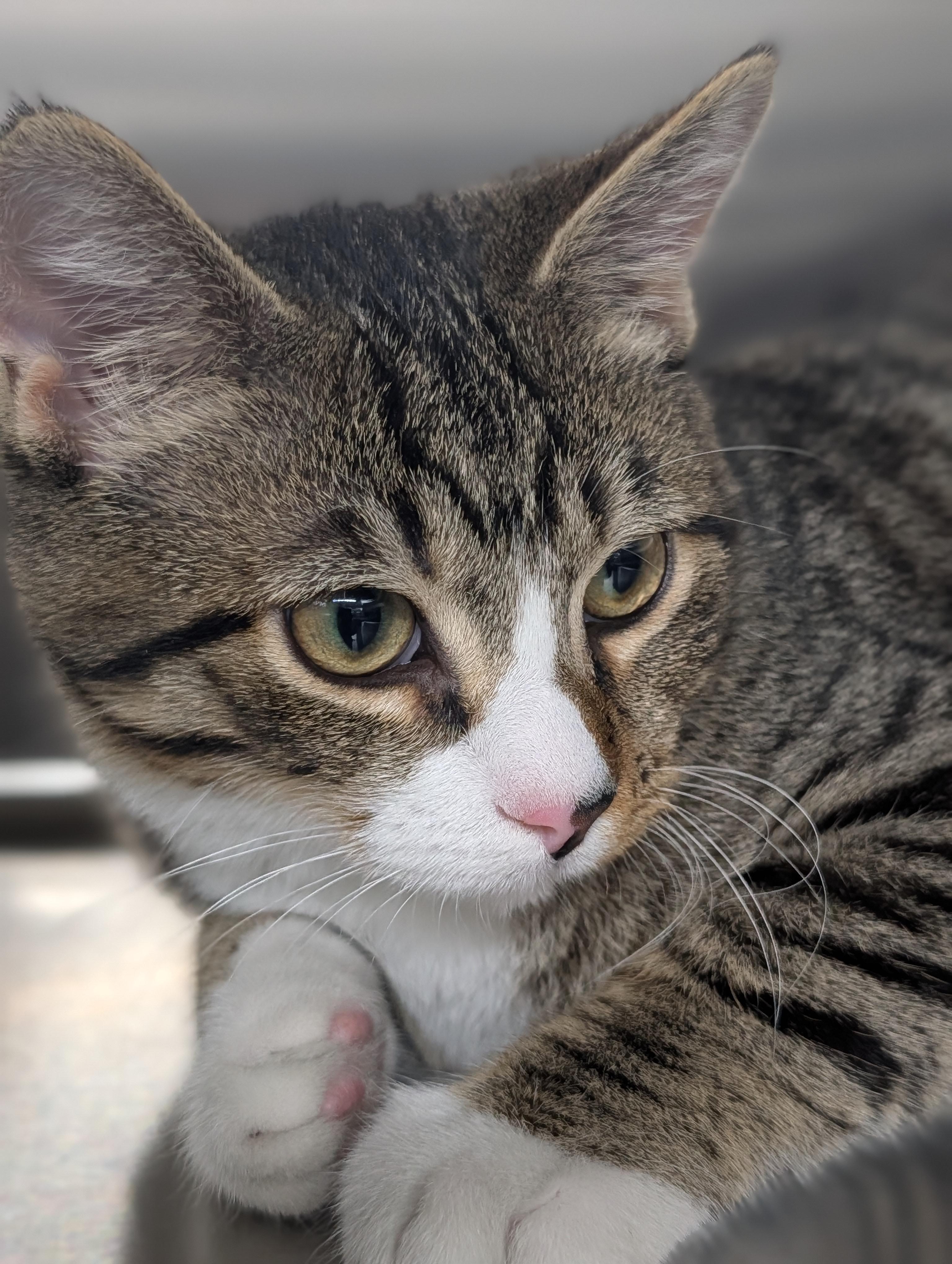 Enlarge Ortley, a Adoptable mixed breed in Plainfield, NJ image 2/2