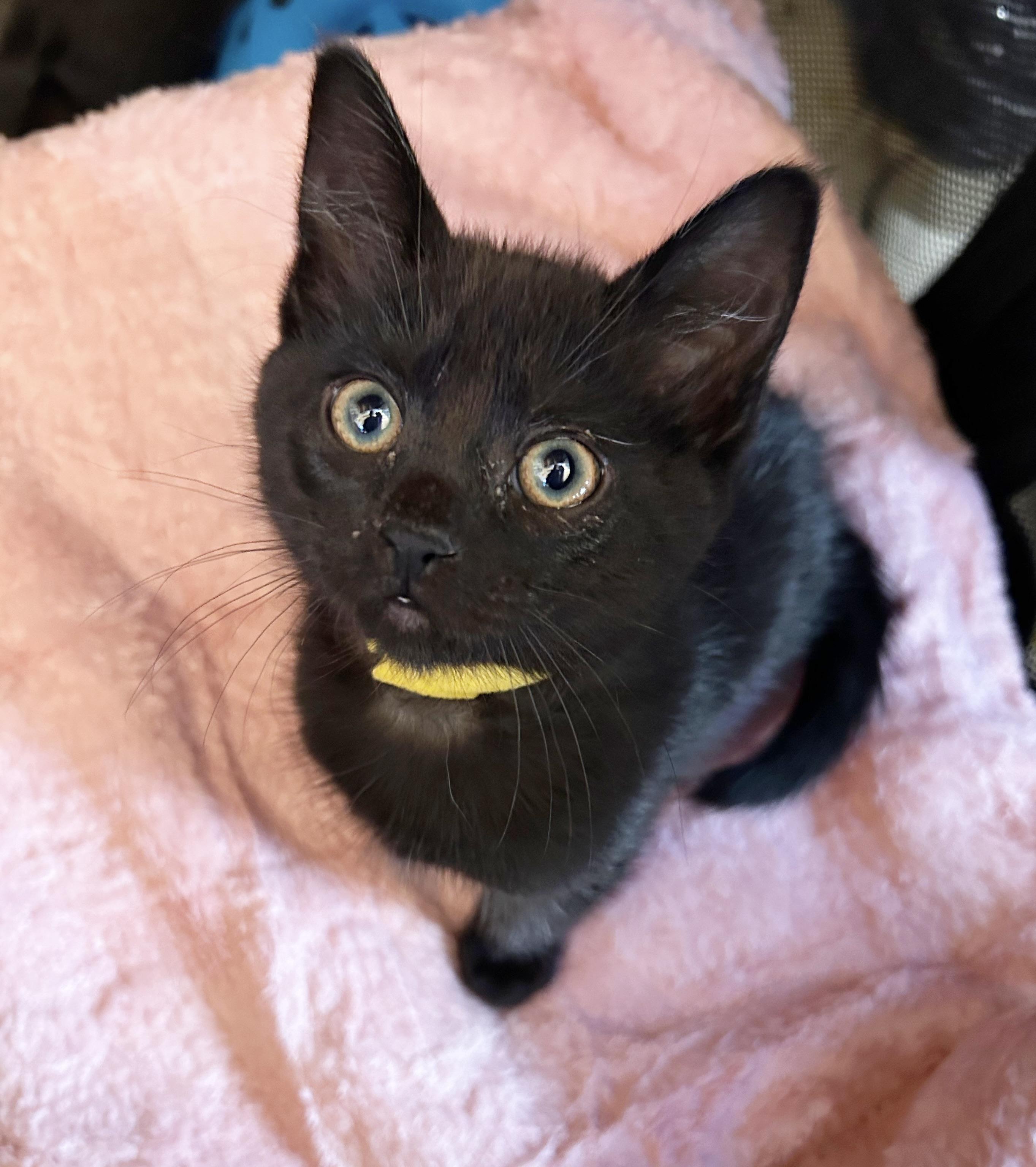 Cleo, Adoptable, Kitten Female Domestic Short Hair.