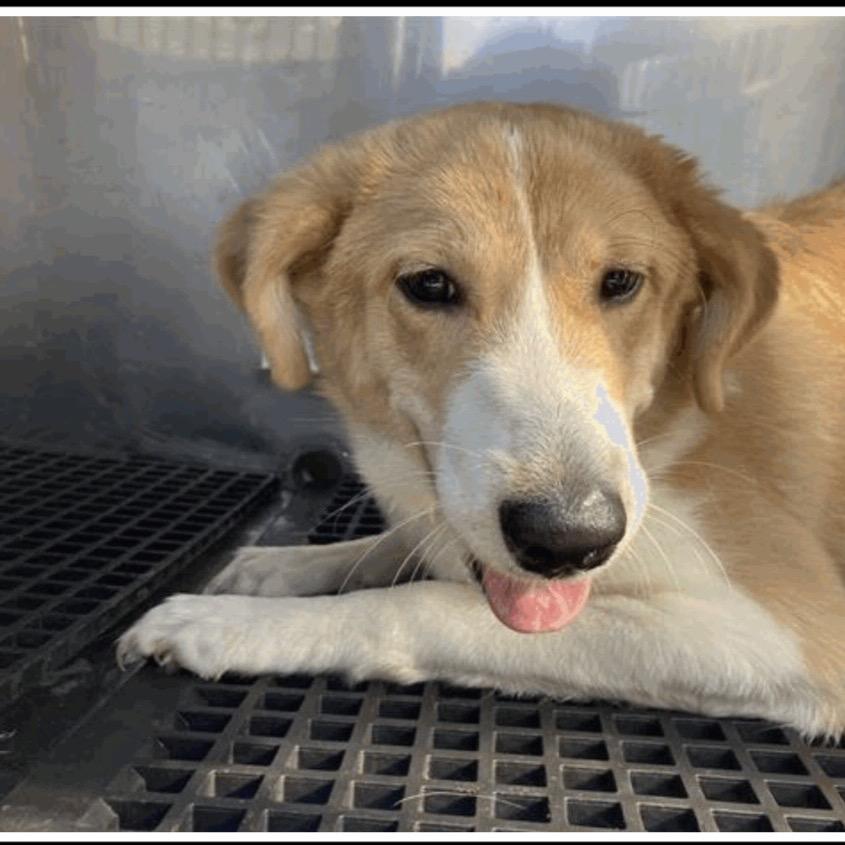 Enlarge Aj, a Adoptable Smooth Collie in Pasadena , MD image 1/3